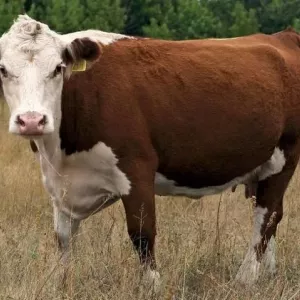 Kazah fehér fejű tehénfajta